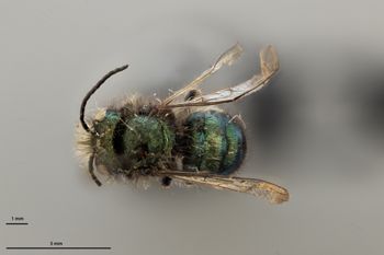Media type: image;   Entomology 790595 Aspect: habitus dorsal view